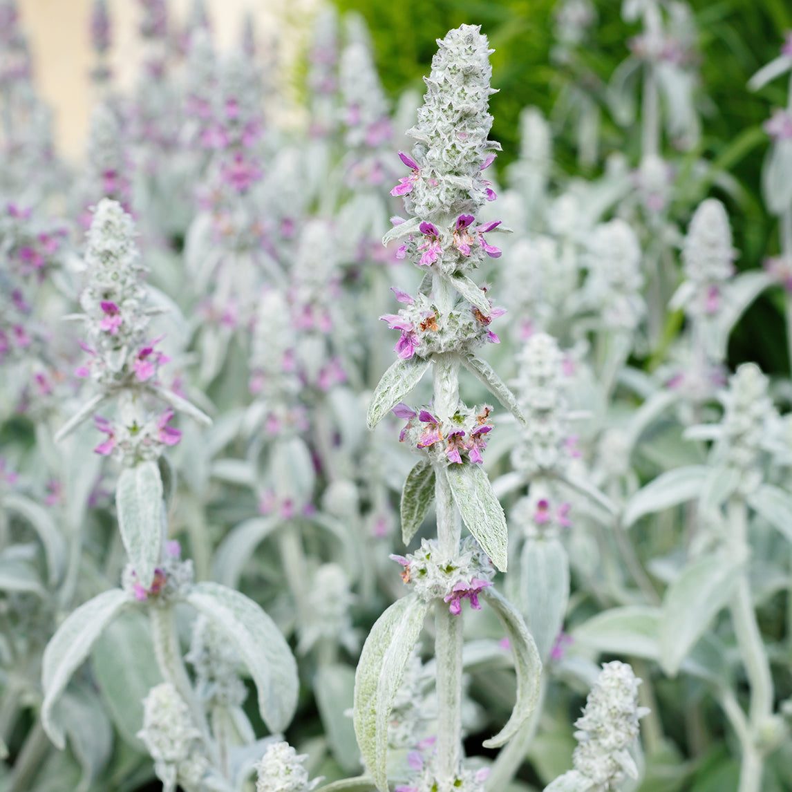 Miniature Lambs Ears