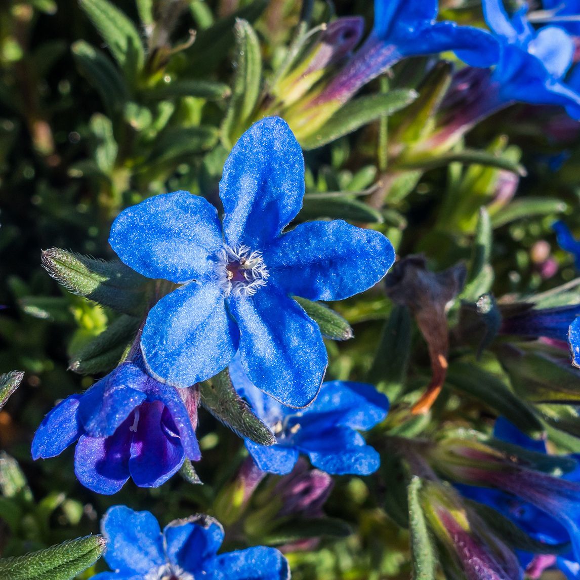 Lithodora 'Grace Ward'