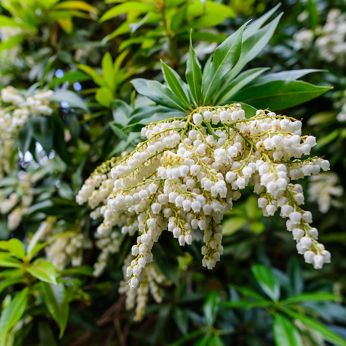 Lily of the Valley Tree