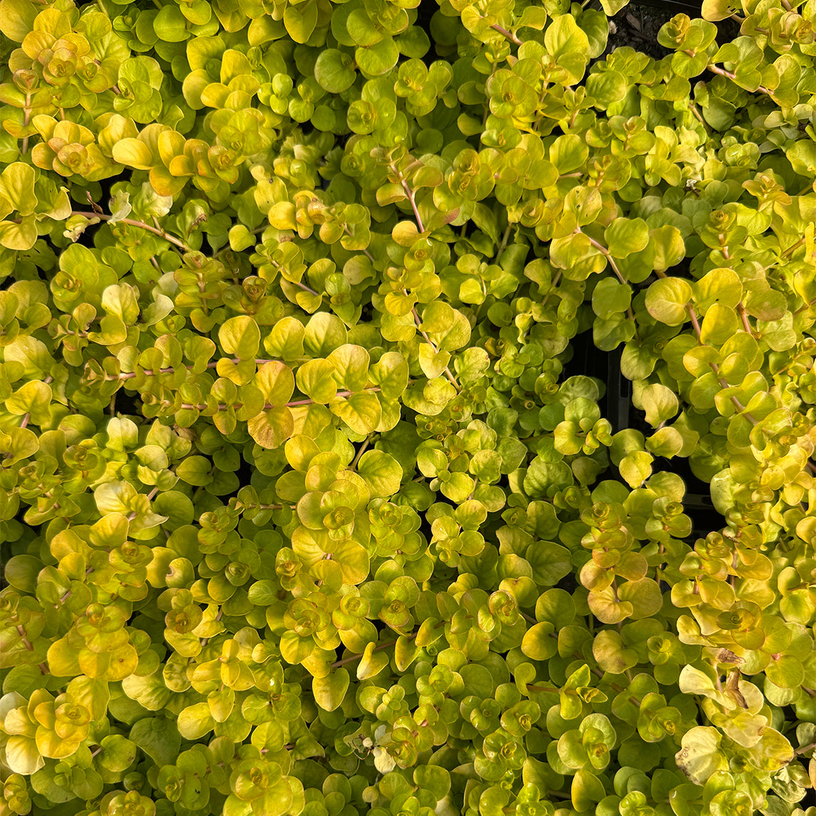 Lysimachia nummularia 'Creeping Jenny'