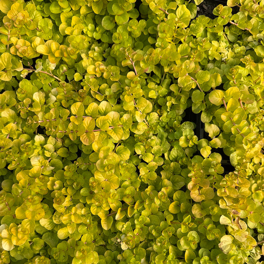 Lysimachia nummularia 'Creeping Jenny'