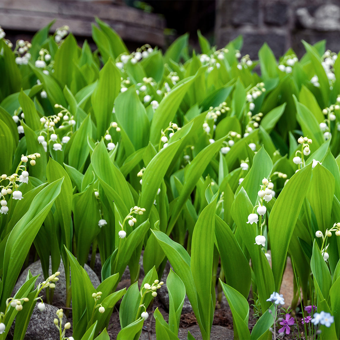 Lily of the Valley 'White'