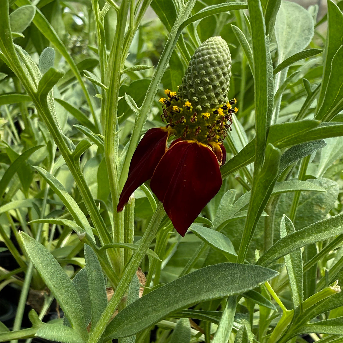 Upright Prairie Coneflower