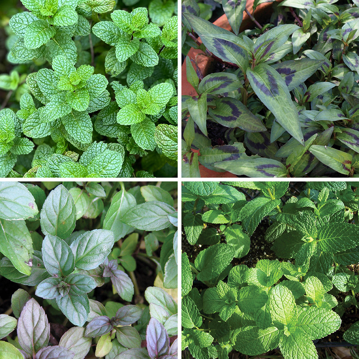 Mint Collection