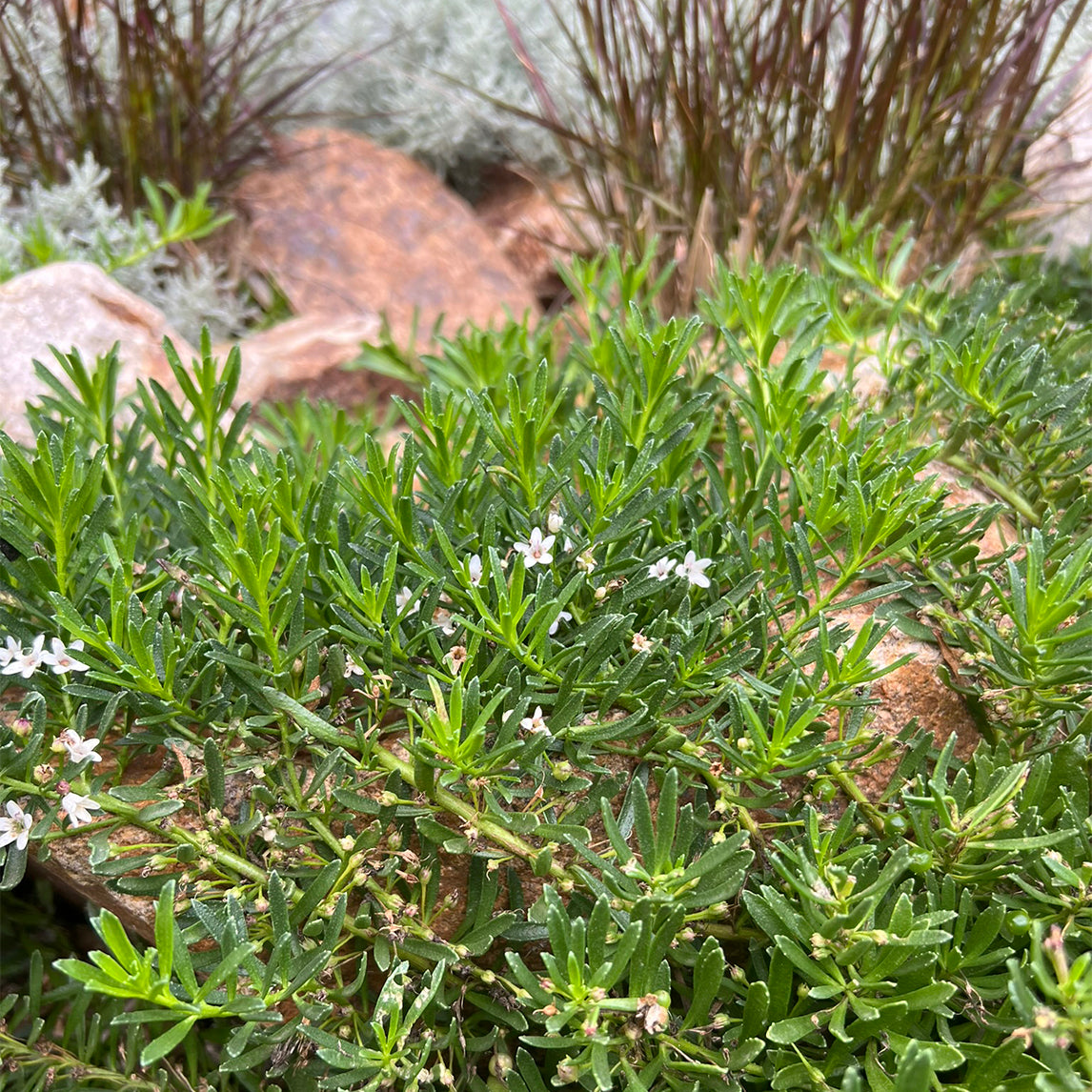 Myoporum parvifolium