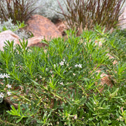 Myoporum parvifolium