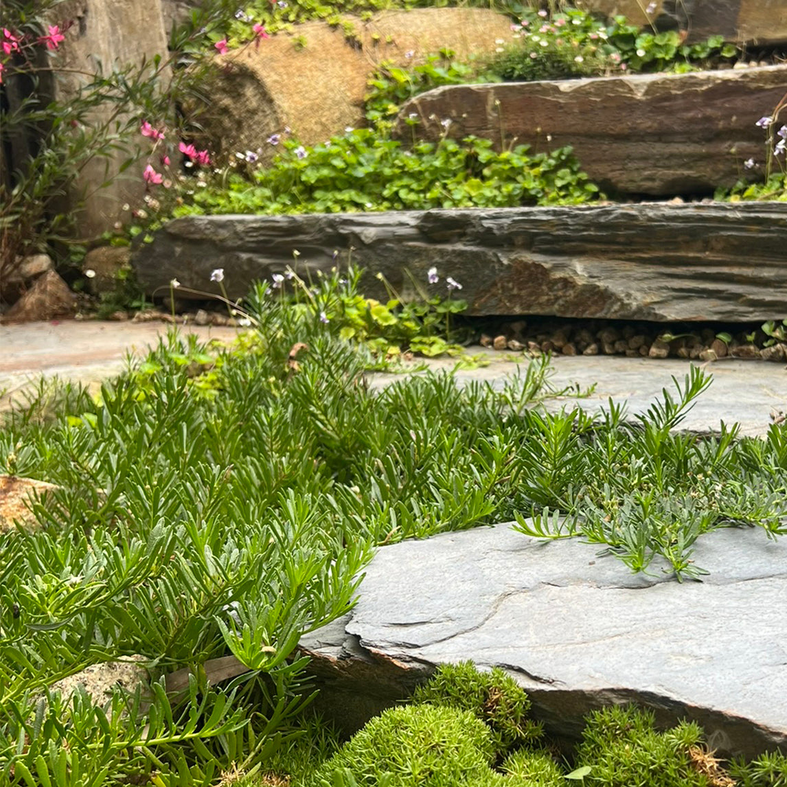 Myoporum parvifolium