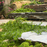 Myoporum parvifolium