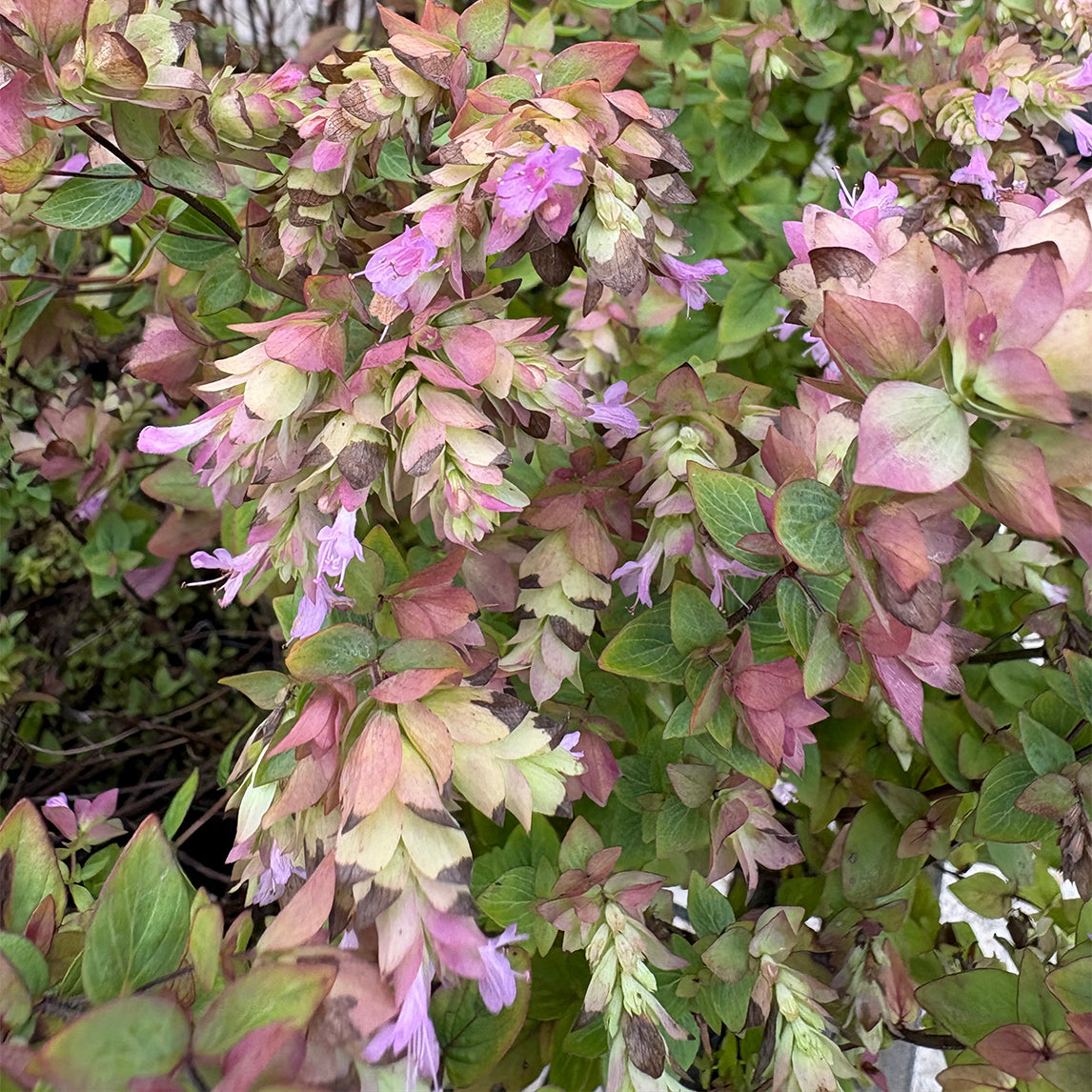 Origanum 'Dingle Fairy'