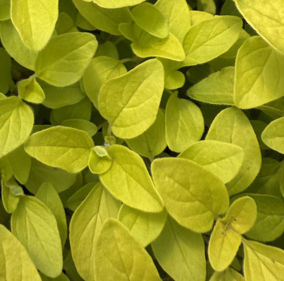 Golden Oregano