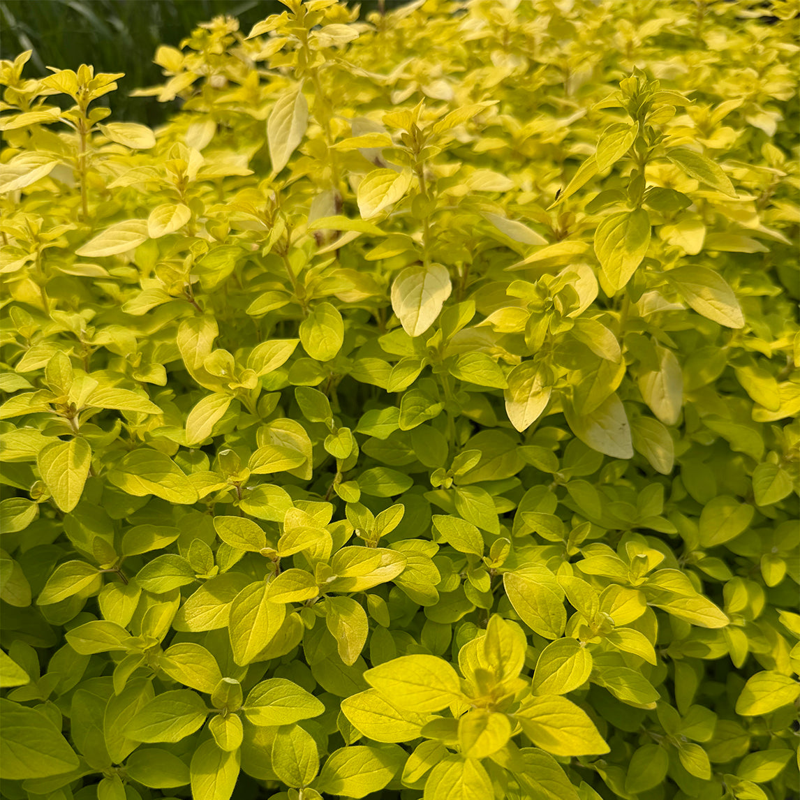 Golden Oregano