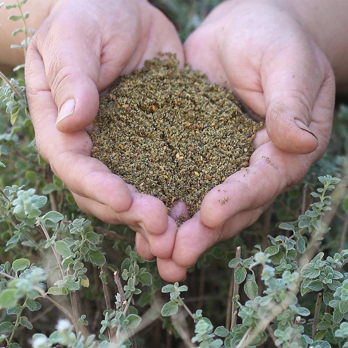 zaatar seeds for planting Oregano 'Zaatar'