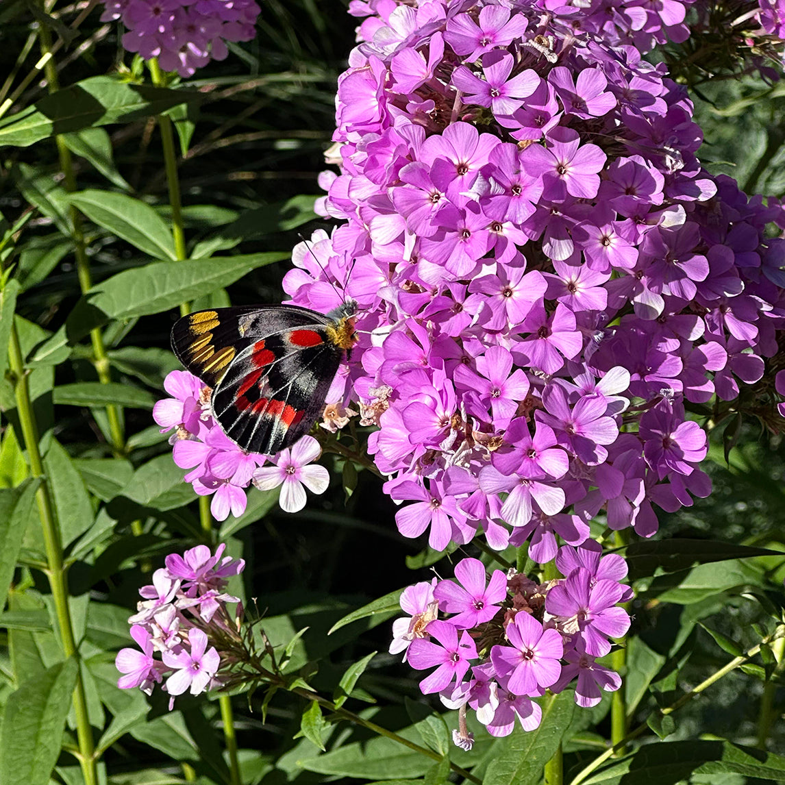 Phlox × arendsii 'Hesperis'
