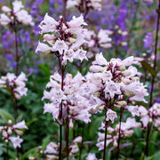Penstemon 'Husker's Red'