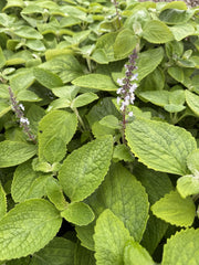 Dwarf Plectranthus Argentatus