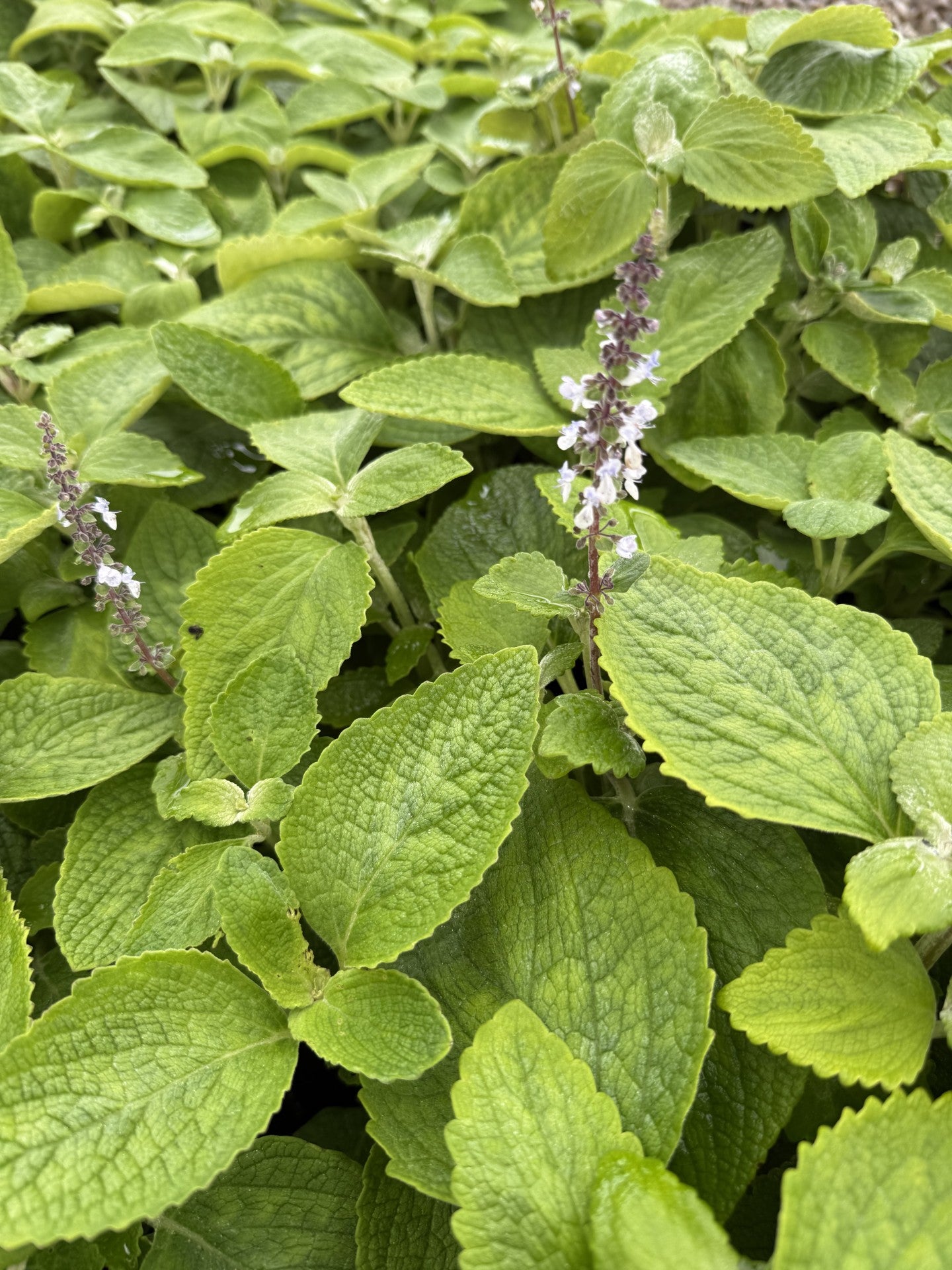 Dwarf Plectranthus Argentatus