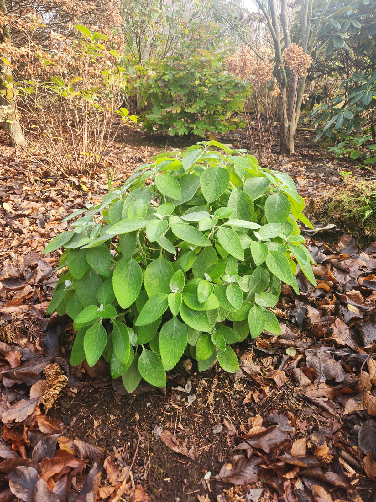 Dwarf Plectranthus Argentatus