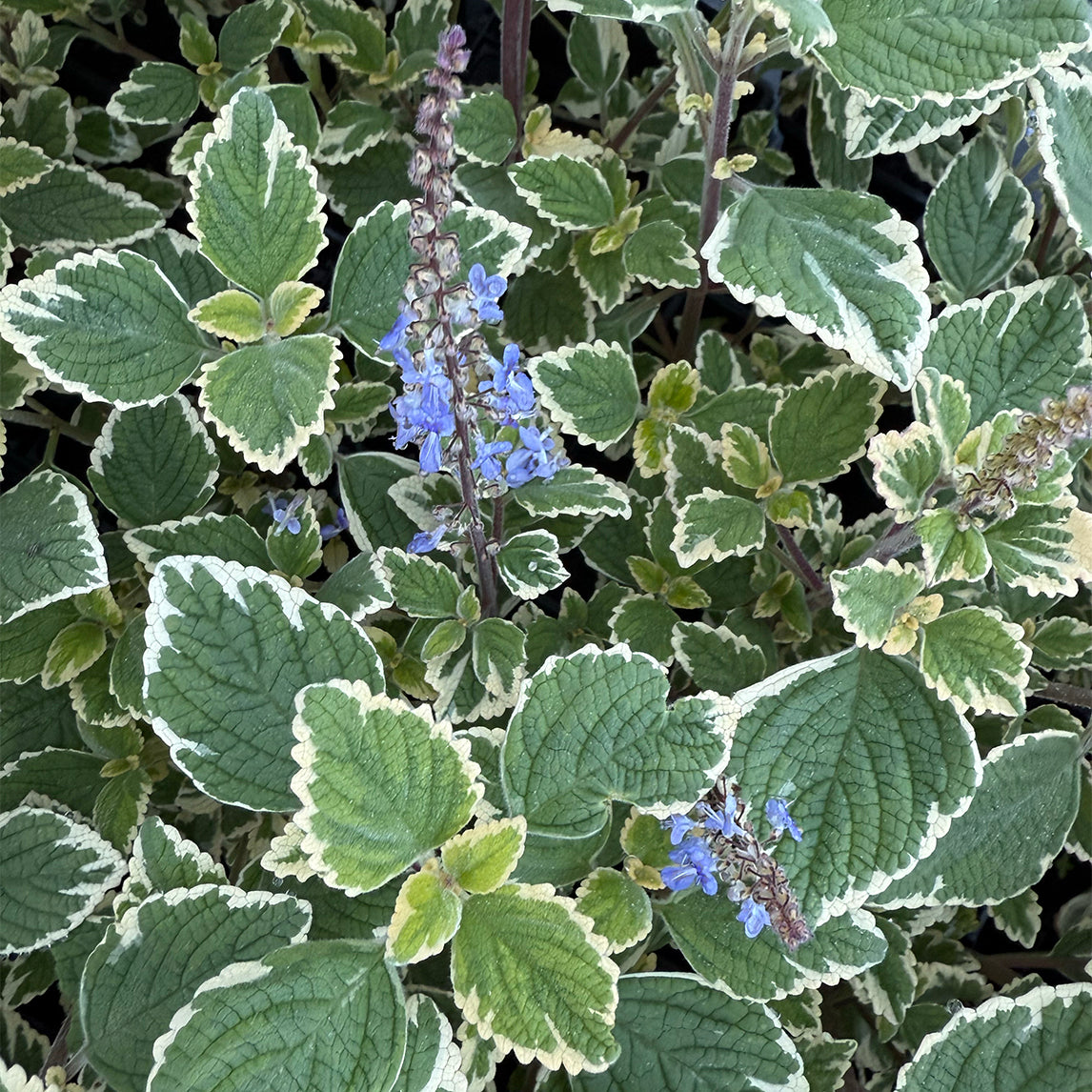 Plectranthus parviflorus
