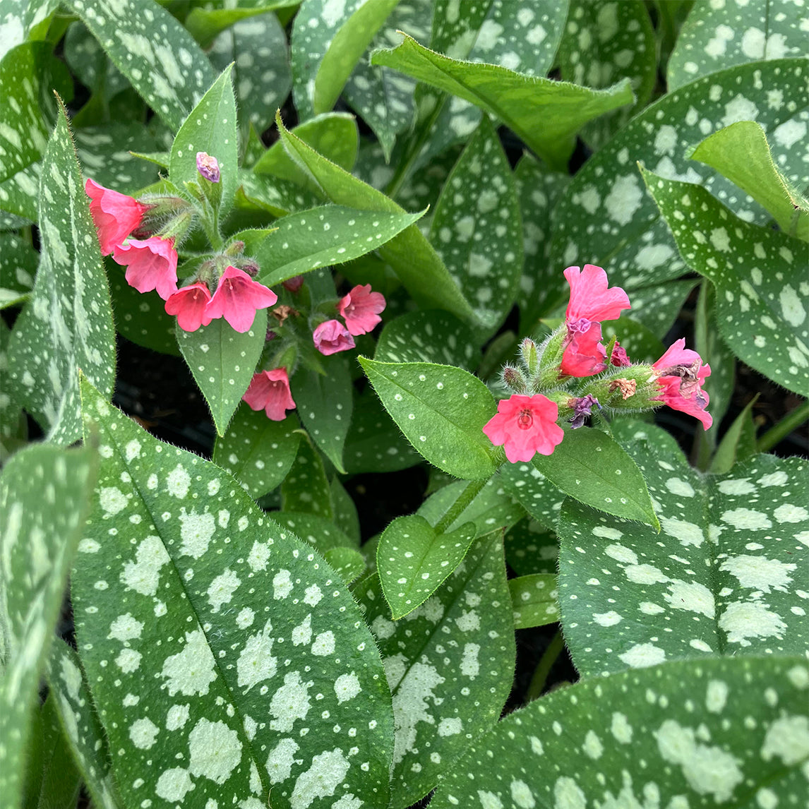 Pulmonaria 'Shrimps on the Barbie'