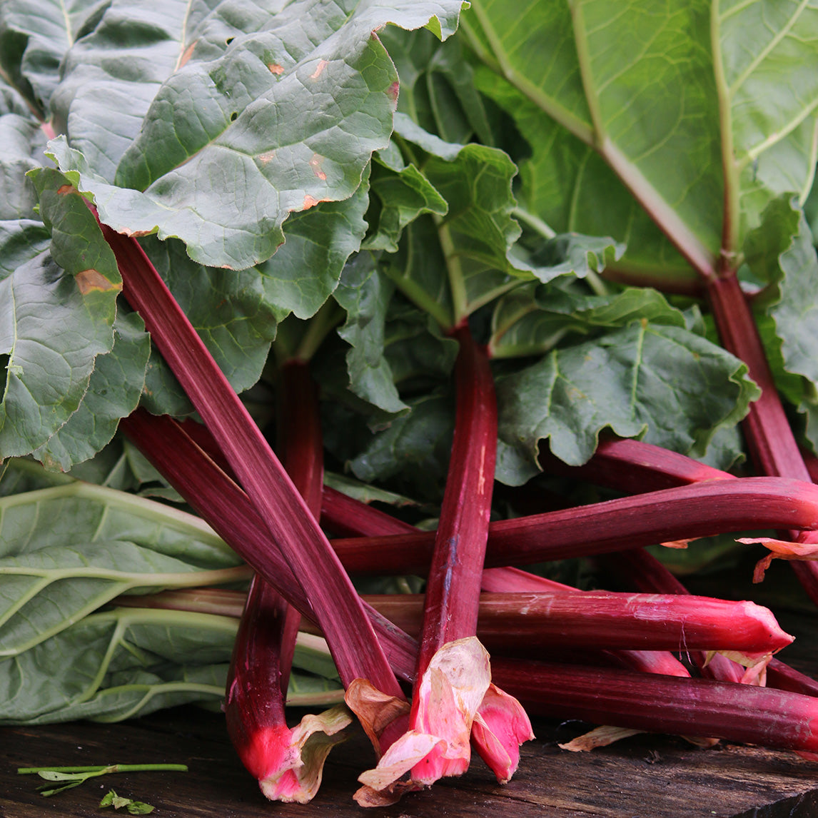 Rhubarb 'Tina Noble'
