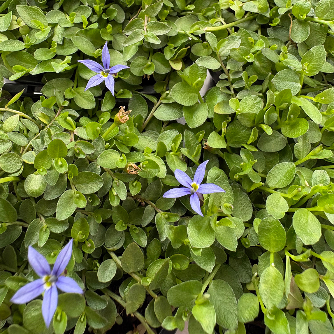 Pratia pedunculata 'County Park'