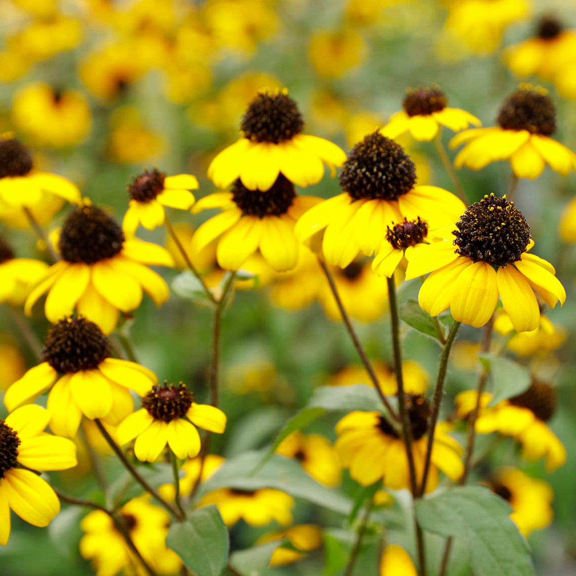 Rudbeckia 'Blackjack Gold'