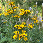 Rudbeckia 'Sweet Coneflower'