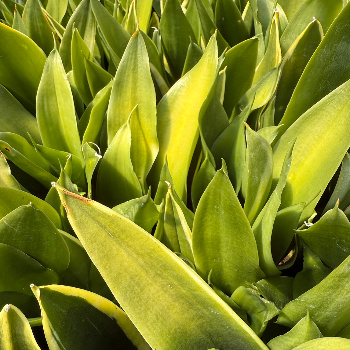 Sansevieria 'Black Jade'