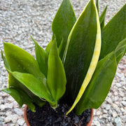 Sansevieria 'Black Jade'