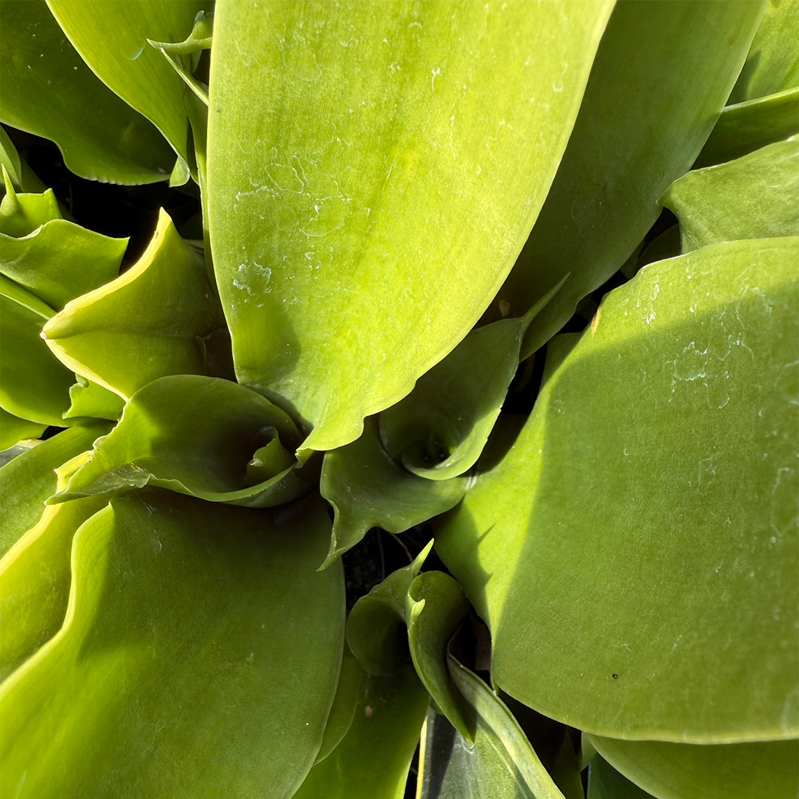 Sansevieria 'Black Jade'