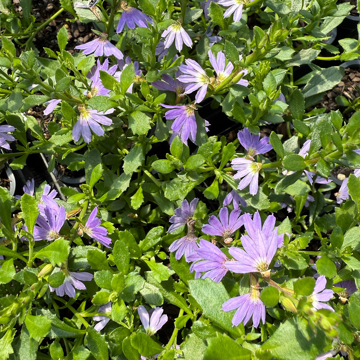 Blue Fan Flower