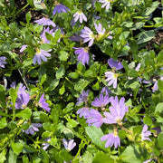 Blue Fan Flower