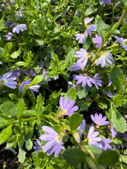 Blue Fan Flower