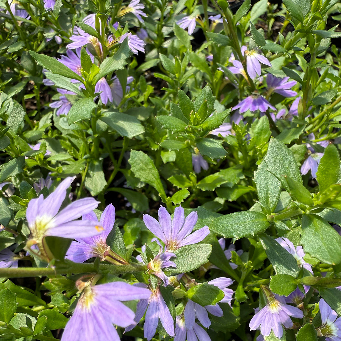 Blue Fan Flower