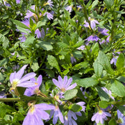Blue Fan Flower