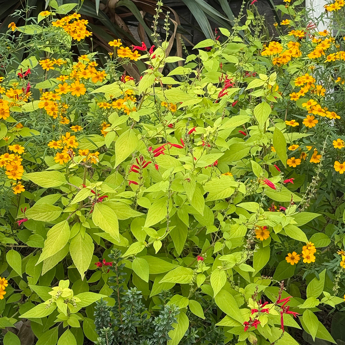 Pineapple Sage 'Golden Delicious'