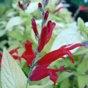 Pineapple Sage 'Golden Delicious'