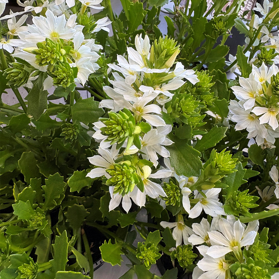 White Fan Flower
