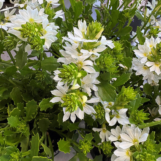 White Fan Flower