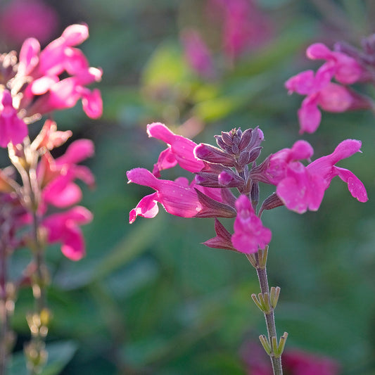 Salvia 'Joan'
