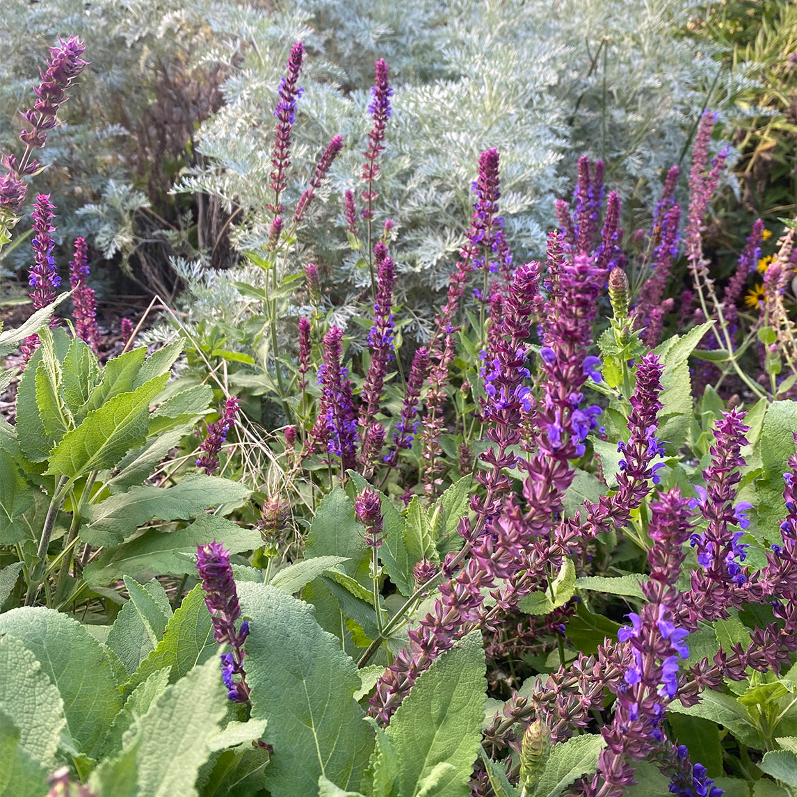 Salvia nemorosa subsp. 'Tesquicola'