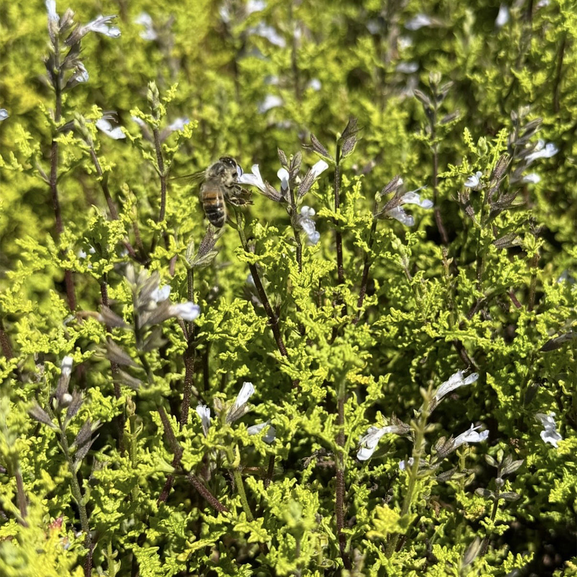 Salvia Runcinata