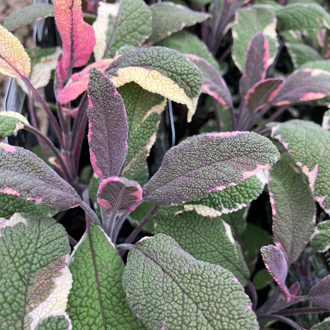 Sage 'Tricolor'