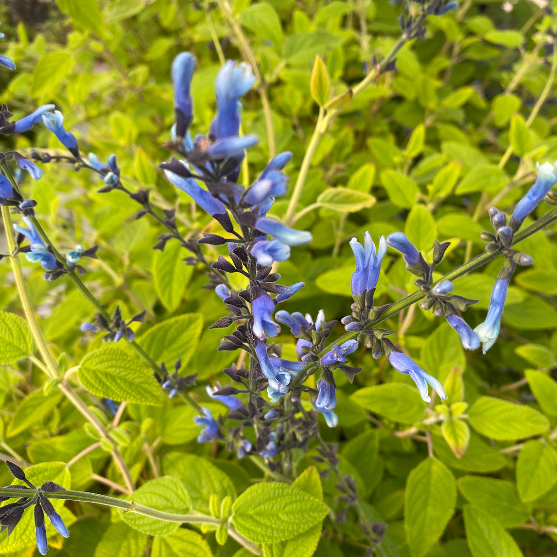 Salvia 'Winter Blue'