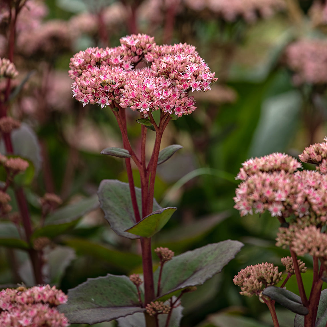 Sedum 'Matrona'