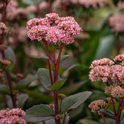 Sedum 'Matrona'