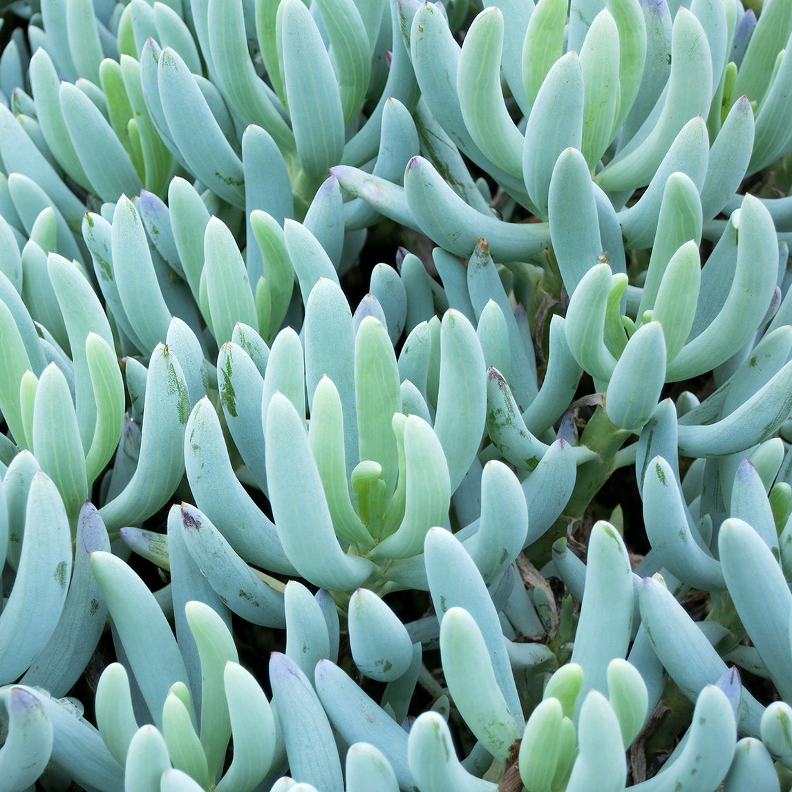 blue chalk succulent flower Dwarf Blue Chalk Sticks