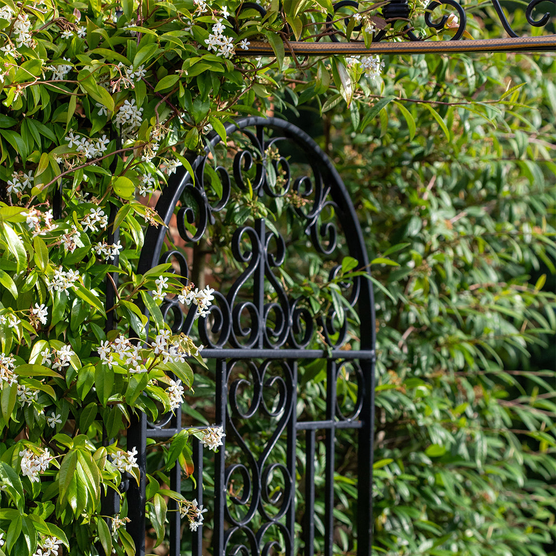 Chinese Star Jasmine