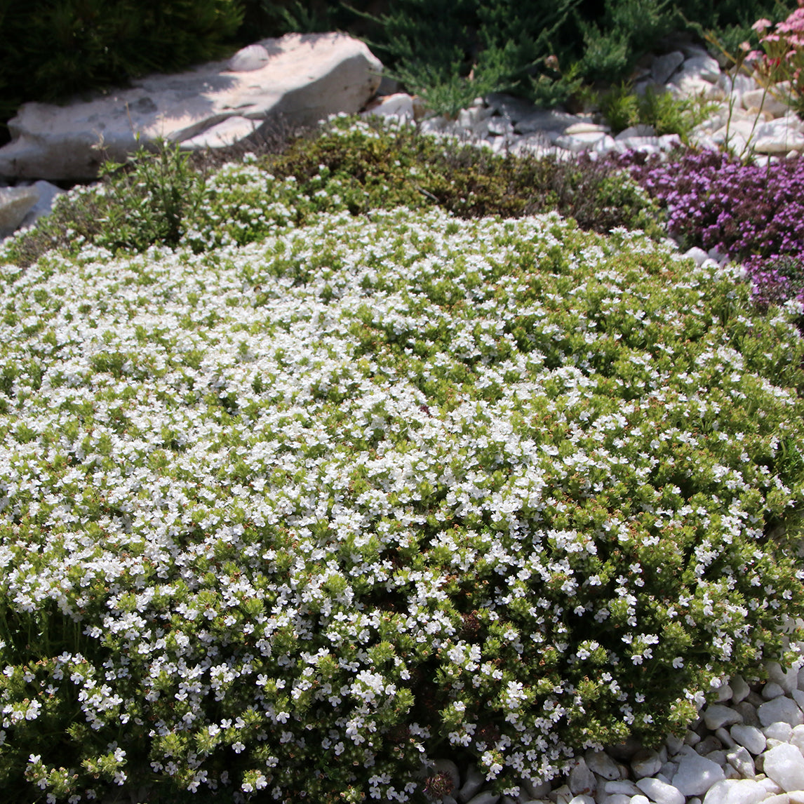 Thyme 'Creeping White'