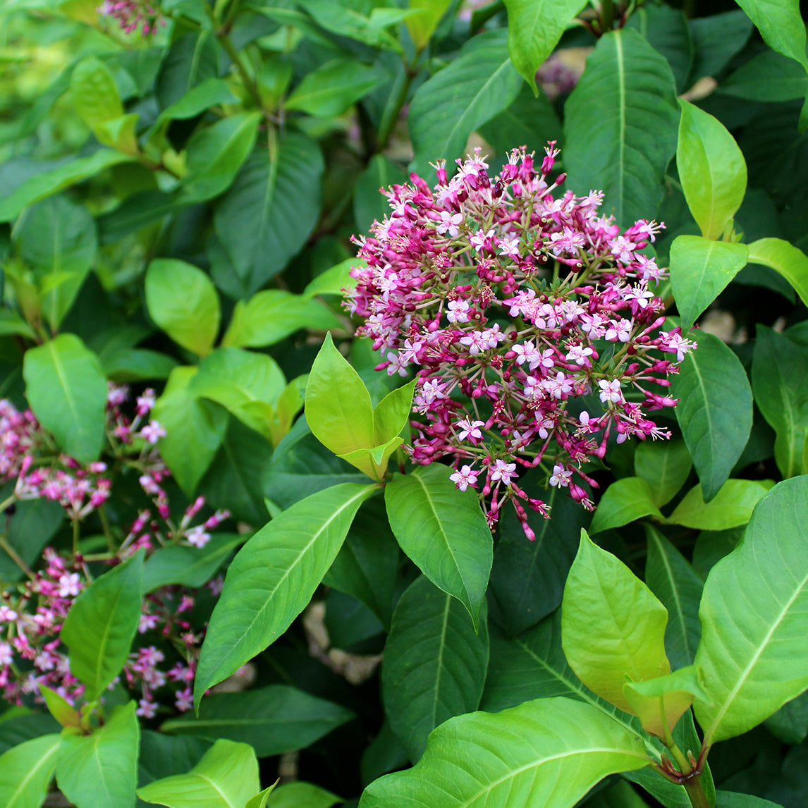 Tree Fuchsia
